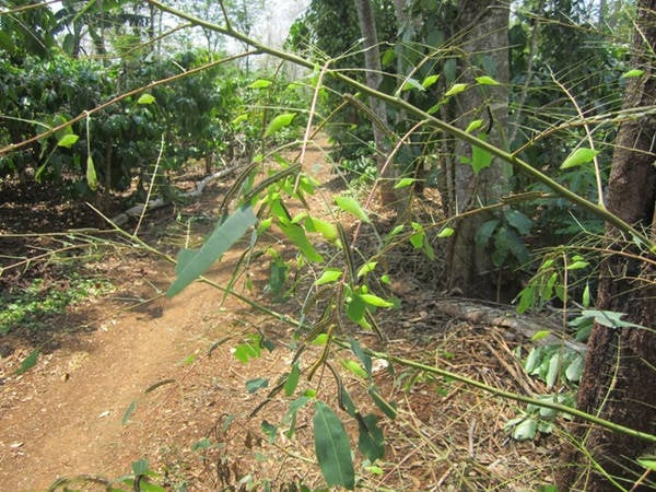 Đắk Lắk: Nhộng “sâu muồng” món ăn đặc trưng của đồng bào Ê-Đê