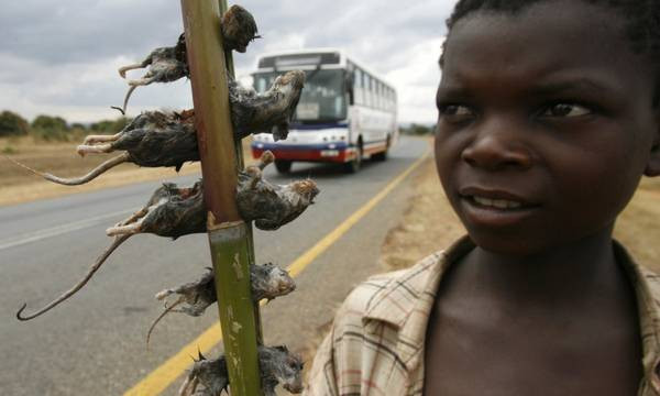 Chuột luộc bán tại Malawi. Ảnh: Thomas Mukoya / Reuters