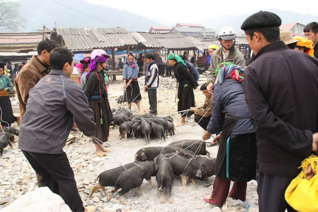 Lợn cắp nách Sa Pa