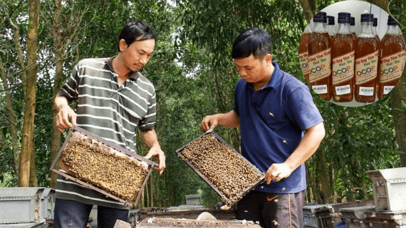 Thử và mua quà Đặc sản Cát Bà: Top 10 món ngon không thể bỏ qua