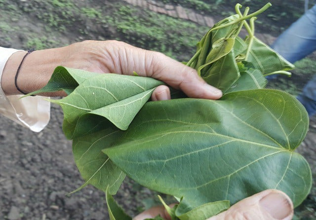 Món lá ngón xào tỏi - một phần không thể thiếu trong lễ hội