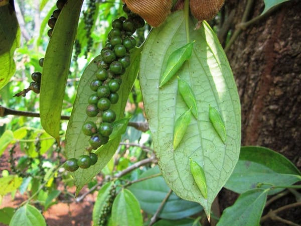 Nhộng sâu muồng trên lá tiêu.