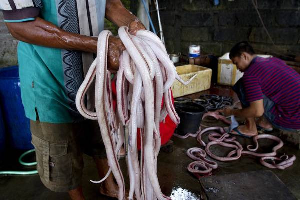 Thịt rắn hổ mang tại nhà hàng Trung Quốc ở Yogyakarta. Ảnh: Dwi Oblo / Reuters