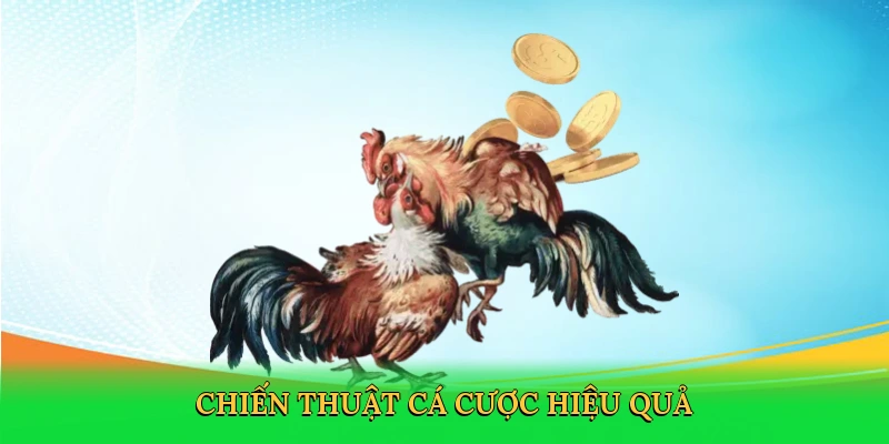 Đá Gà Cựa Dao: Chinh Phục Đấu Trường Số Mãnh Liệt Tại S666