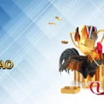 Đá gà cựa dao
