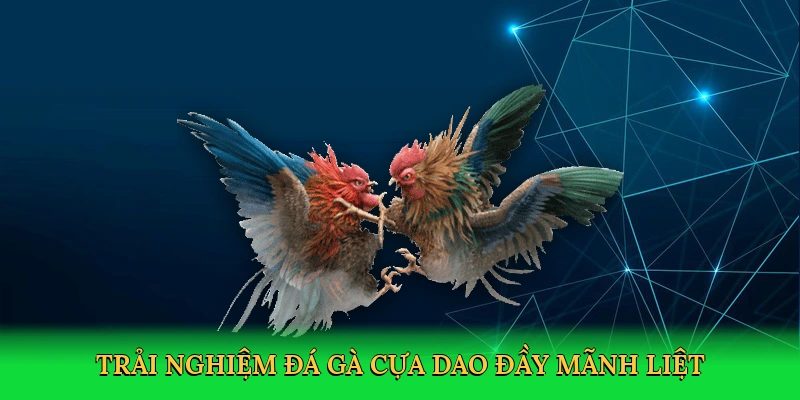 Đá Gà Cựa Dao: Chinh Phục Đấu Trường Số Mãnh Liệt Tại S666
