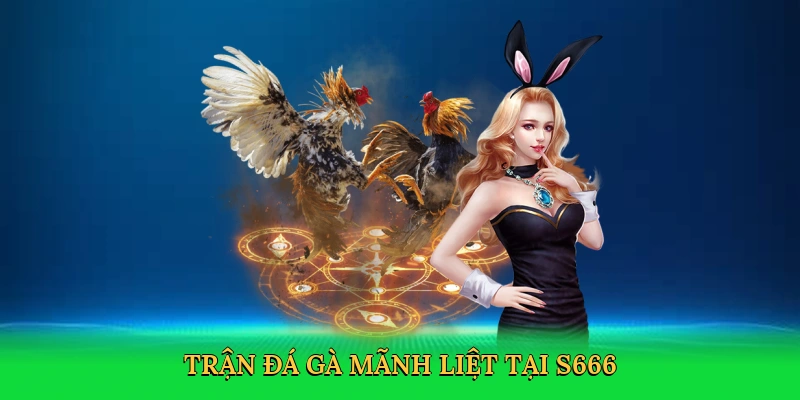 Đá Gà Cựa Dao: Chinh Phục Đấu Trường Số Mãnh Liệt Tại S666